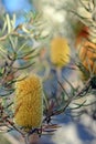 Yellow inflorescence and flowers of the Australian native Silver Banksia, Banksia marginata