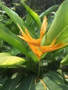 Yellow inflorescence and green leaves of Parrots Plantain, Parrot`s Plantain Heliconia psittacorum