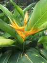 Yellow inflorescence and green leaves of Parrots Plantain, Parrot`s Plantain Heliconia psittacorum