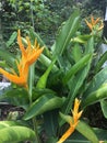 Yellow inflorescence and green leaves of Parrots Plantain, Parrot`s Plantain Heliconia psittacorum