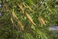 Ostrya carpinifolia tree in bloom