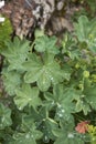 Alchemilla monticola plant in bloom