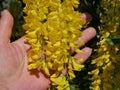 The inflorescences of blooming common laburnum in a female hand