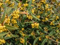 Yellow inflorescences on the bush of Magonia lat. Mahonia on a sunny day.