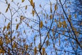 Yellow inflorescences-catkins of alder in the spring