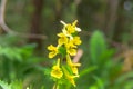 yellow inflorescences of Corydalis grandiflora in the spring forest give nectar attracting pollinating insects