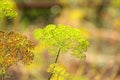 yellow inflorescences of dill on a dark background. warm summer illustration. yellow small dill flowers