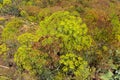 yellow inflorescences of dill on a dark background. warm summer illustration. yellow small dill flowers