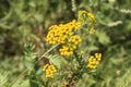 Yellow inflorescences of tansy flowers Tanacetum vulgare