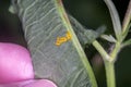 Yellow insect eggs Royalty Free Stock Photo