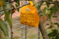 Yellow insect glue trap in a cherry tree