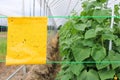 Yellow insect glue trap cucumber plant in greenhouse agriculture Royalty Free Stock Photo
