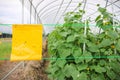 Yellow insect glue trap cucumber plant in greenhouse agriculture