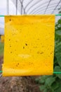 Yellow insect glue trap cucumber plant in greenhouse agriculture. Royalty Free Stock Photo