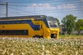 Yellow InterCity train passes through a field of flowers. Netherlands