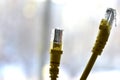 Yellow Internet Cable for Wan and Lan Router Royalty Free Stock Photo