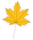 Yellow iolated autumn maple leaf. Royalty Free Stock Photo