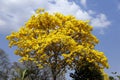 Yellow ipe bloom detail with blue sky Royalty Free Stock Photo
