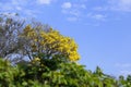 yellow ipe bloom detail with blue sky Royalty Free Stock Photo