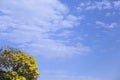 yellow ipe bloom detail with blue sky Royalty Free Stock Photo