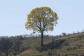 Yellow ipe tree on clear day Royalty Free Stock Photo
