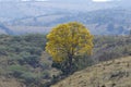Yellow ipe tree on clear day Royalty Free Stock Photo