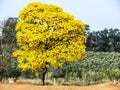 Yellow ipe tree with coffee field Royalty Free Stock Photo