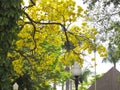 Yellow ipe tree in the city Royalty Free Stock Photo