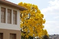 Yellow ipe tree in the city Royalty Free Stock Photo