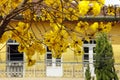 Yellow ipe tree in the city Royalty Free Stock Photo