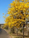 Yellow IpÃÂª (Handroanthus ochraceus), blooming in a city in the interior of SÃÂ£o Paulo, Brazil