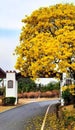 Yellow IpÃÂª (Handroanthus ochraceus), blooming in a city in the interior of SÃÂ£o Paulo,