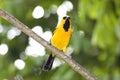 Yellow Iriole, icterus nigrogularis, Adult standing on Branch, Los Lianos in Venezuela Royalty Free Stock Photo