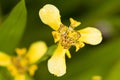 Yellow Iris Royalty Free Stock Photo