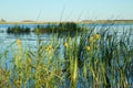 Yellow iris