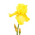 Yellow iris Royalty Free Stock Photo