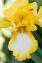Yellow Iris Royalty Free Stock Photo