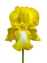 Yellow iris. Beautiful close-up yellow fleur-de-lis isolated on white background