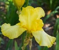 Yellow Iris Bloom Royalty Free Stock Photo