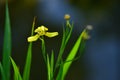 Yellow iris blooming flower Royalty Free Stock Photo