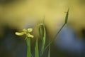 Yellow iris blooming flower Royalty Free Stock Photo