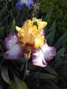 Yellow Iris Blooming In The Sun Opening there pedels