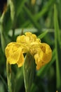 Yellow Iris