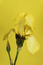 Yellow Iris bud on a yellow background Royalty Free Stock Photo