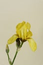 Yellow Iris bud on a beige background Royalty Free Stock Photo