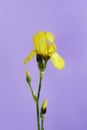 Yellow Iris bud on a purple background Royalty Free Stock Photo