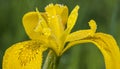 Yellow iris covered with water drops Royalty Free Stock Photo