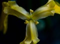 Yellow iris on a dark background. Macrophotography. Beautiful yellow flower with petals
