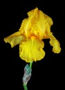 Yellow iris in drops of water isolated on black Royalty Free Stock Photo