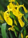 Yellow iris flower